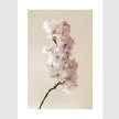 Wall Art - Blooming Pink 3 sets - Poster Prints -Canvas Prints