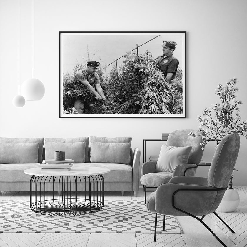 Wall Art - City Workers Destroying Marijuana 1958 - Canvas Prints-Poster Prints