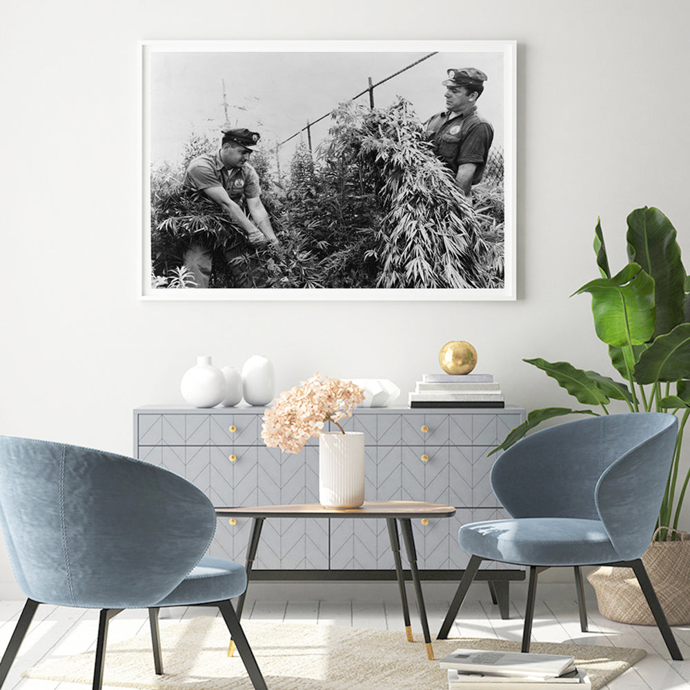 Wall Art - City Workers Destroying Marijuana 1958 - Canvas Prints-Poster Prints