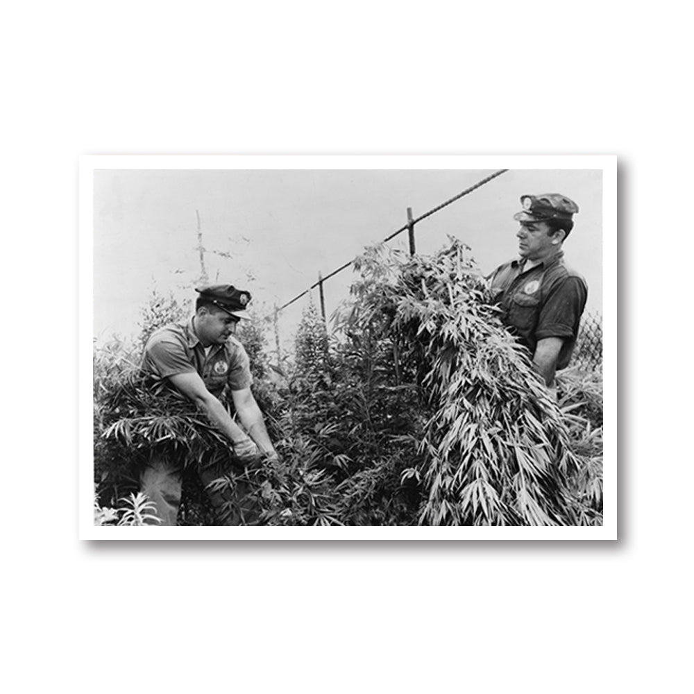Wall Art - City Workers Destroying Marijuana 1958 - Canvas Prints-Poster Prints