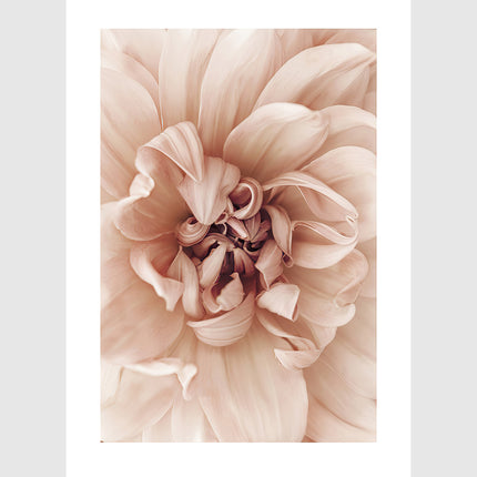 Wall art - Peach Dahlia 2 sets- Canvas Prints- Poster Prints