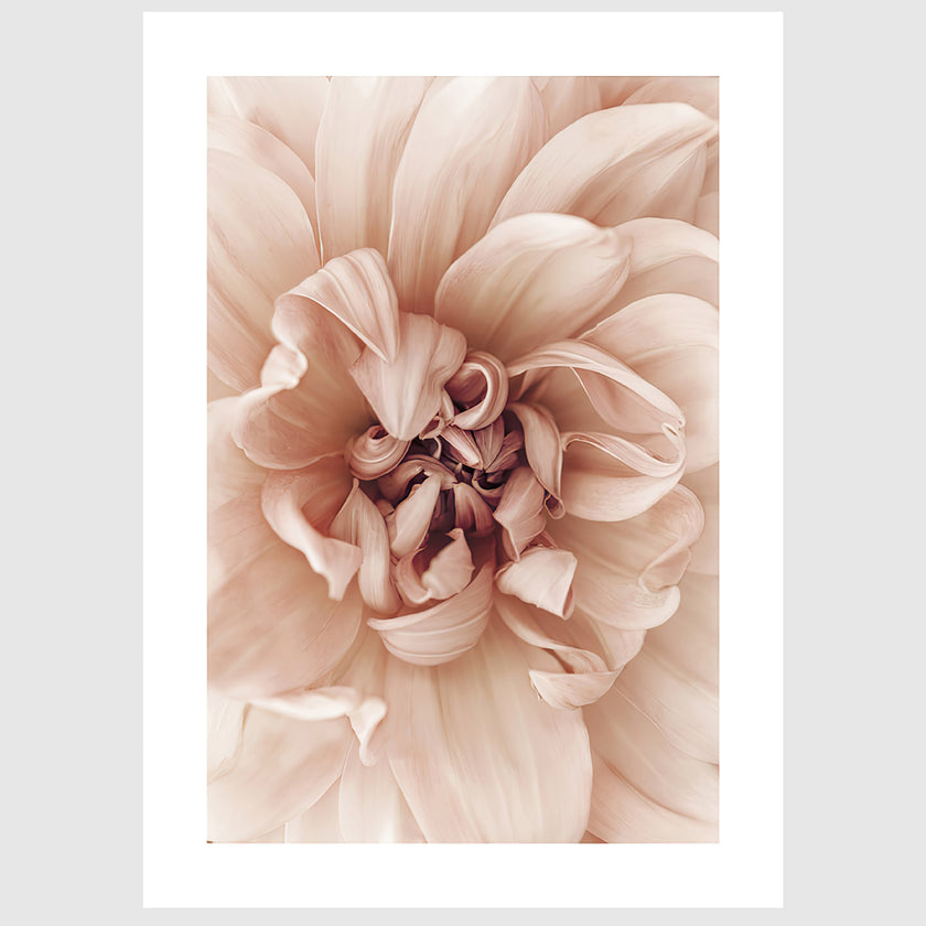 Wall art - Peach Dahila I - Canvas Prints - Poster Prints
