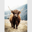 Wall art - Highland Cow - Canvas prints- Poster prints