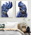 Wall Art - Black Cockatoo A  - Canvas Prints - Poster Prints