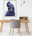 Wall Art - Black Cockatoo A  - Canvas Prints - Poster Prints