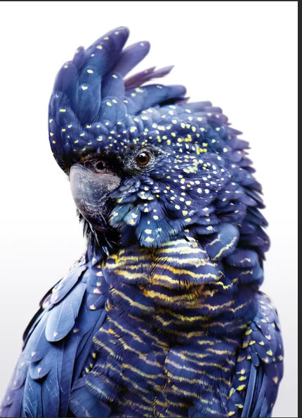 Wall Art - Black Cockatoo A  - Canvas Prints - Poster Prints