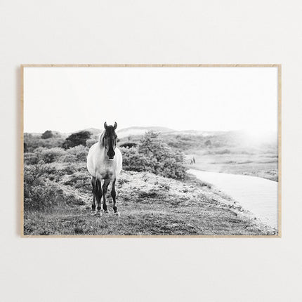 Animals art prints -Black and white horse- Canvas Prints - Poster Prints