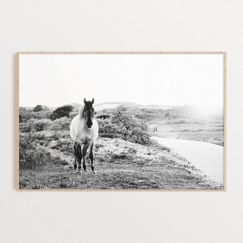 Animals art prints -Black and white horse- Canvas Prints - Poster Prints
