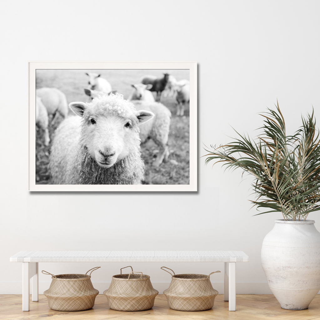 Wall Art - Black and White Sheep - Canvas Prints-Poster Prints
