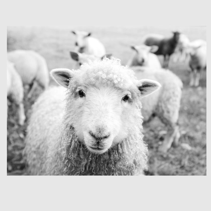Wall Art - Black and White Sheep - Canvas Prints-Poster Prints