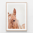 Animals Art - Brown Mare - Canvas Prints-Poster Prints