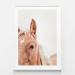 Animals Art - Brown Mare - Canvas Prints-Poster Prints