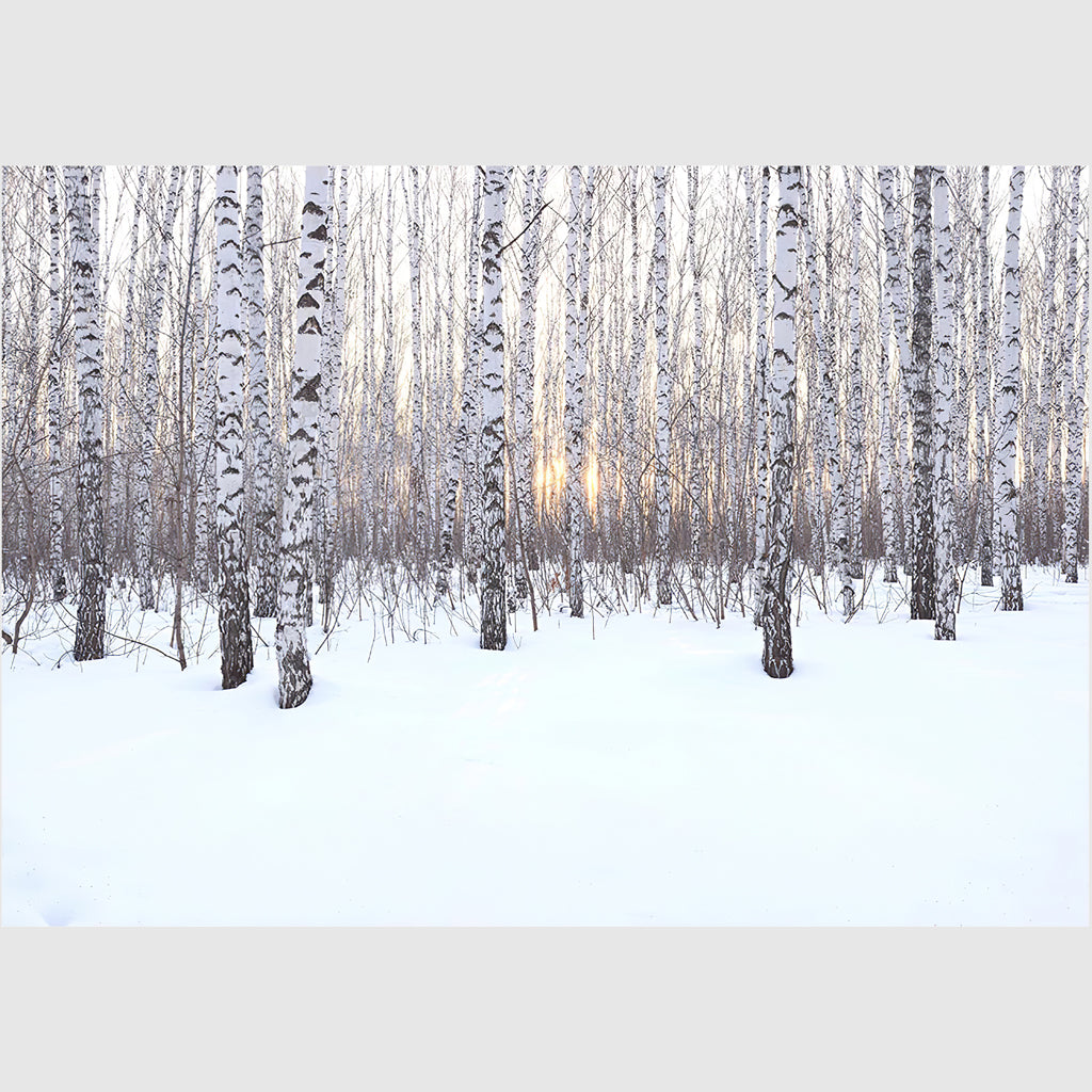 Wall art - Winter birch grove - Canvas Prints - Poster Prints