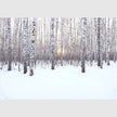 Wall art - Winter birch grove - Canvas Prints - Poster Prints