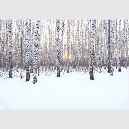 Wall art - Winter birch grove - Canvas Prints - Poster Prints