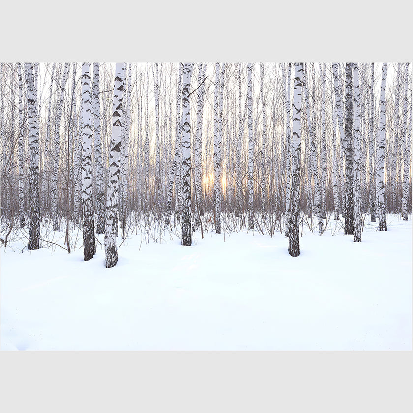 Wall art - Winter birch grove - Canvas Prints - Poster Prints
