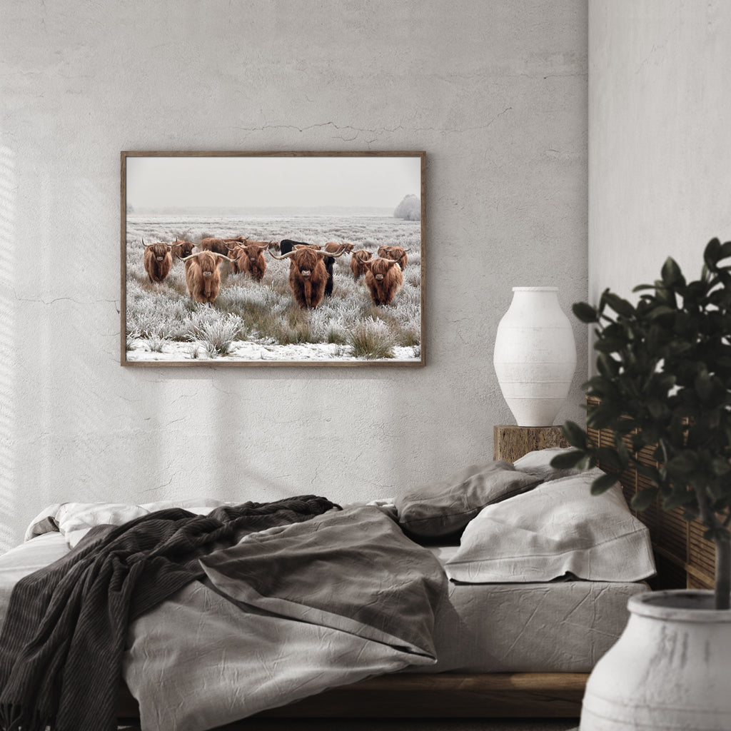 Wall art - Highland Cows - Canvas Prints - Poster Prints