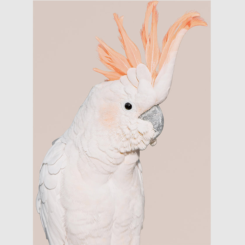 Wall art - White Cockatoo - Canvas Prints - Poster Prints