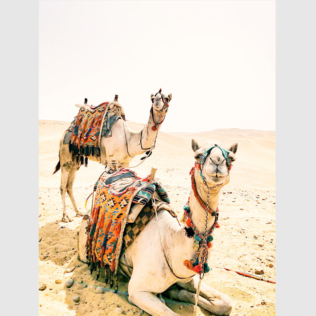 Animals art prints - Boho Camels - Canvas Prints - Poster Prints