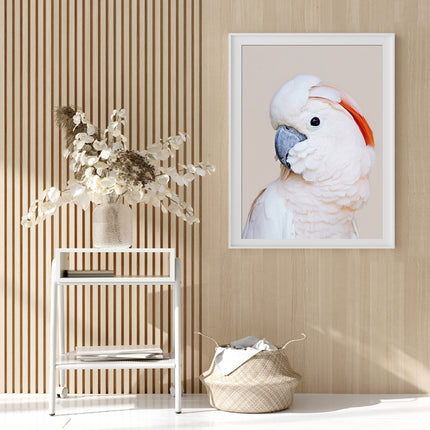 Wall art - Cockatoo III - Canvas Prints - Poster Prints