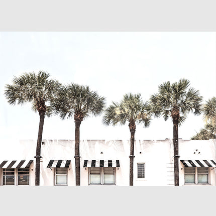 Wall art - Palm Trees - Canvas Prints - Poster Prints
