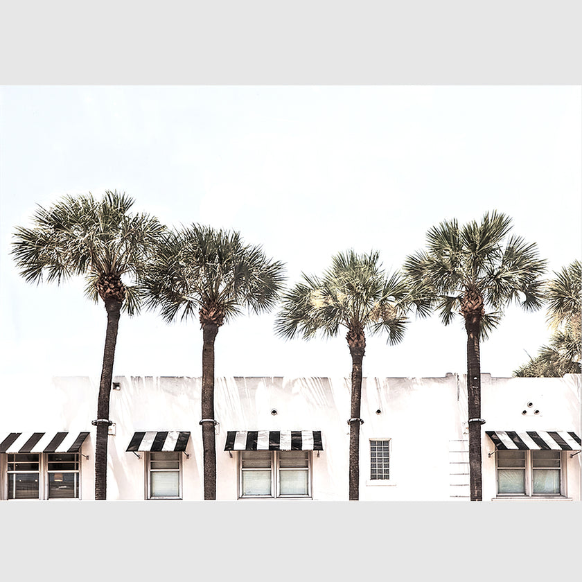Wall art - Palm Trees - Canvas Prints - Poster Prints