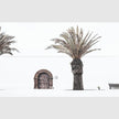 Wall art - European Palm Tree - Canvas Prints - Poster Prints