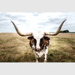 Animals art prints - Nursery Animal Deco - Canvas Prints - Poster Prints