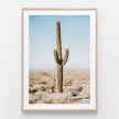 Botaniacal art prints - California Desert Cacti- Canvas Prints - Poster Prints