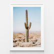 Botaniacal art prints - California Desert Cacti- Canvas Prints - Poster Prints