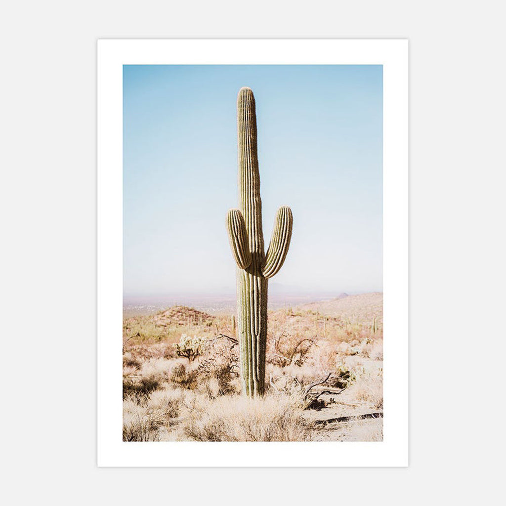Botaniacal art prints - California Desert Cacti- Canvas Prints - Poster Prints