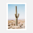 Botaniacal art prints - California Desert Cacti- Canvas Prints - Poster Prints