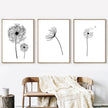 Botanical Prints - DANDELIONS ( 3 sets) - Canvas Prints-Poster Prints