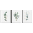 Wall Art  - Eucalyptus Plant 3 Sets - Poster Prints -Canvas Prints