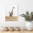 Wall Art – Giraffes – Canvas Prints-Poster Prints