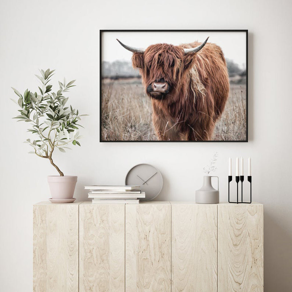 Animals art prints - Highland Cow - Canvas Prints - Poster Prints