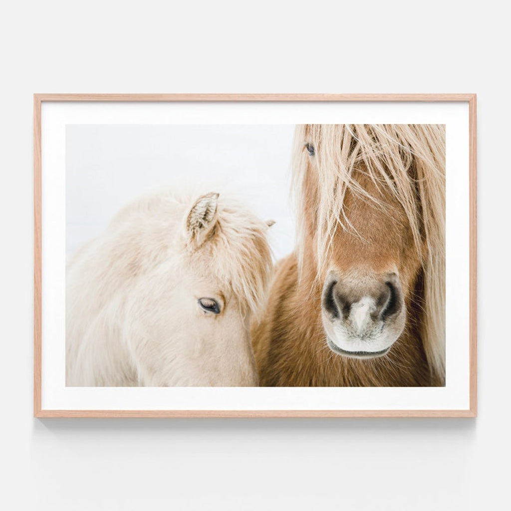 Animals art prints - Icelandic Horse - Canvas Prints - Poster Prints