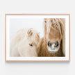 Animals art prints - Icelandic Horse - Canvas Prints - Poster Prints