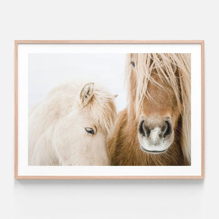 Animals art prints - Icelandic Horse - Canvas Prints - Poster Prints