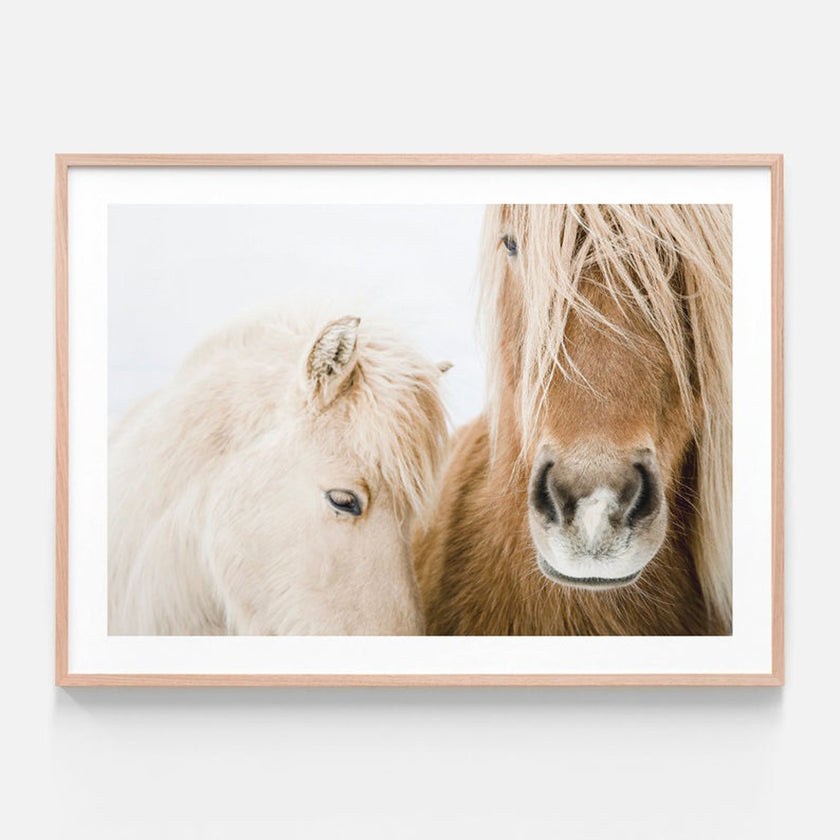 Animals art prints - Icelandic Horse - Canvas Prints - Poster Prints
