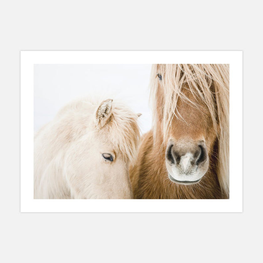 Animals art prints - Icelandic Horse - Canvas Prints - Poster Prints