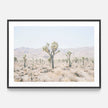 Botaniacal art prints -Joshua Tree 2- Canvas Prints - Poster Prints