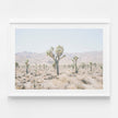 Botaniacal art prints -Joshua Tree 2- Canvas Prints - Poster Prints