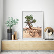 Wall art - Joshua Tree - Canvas Prints - Poster Prints