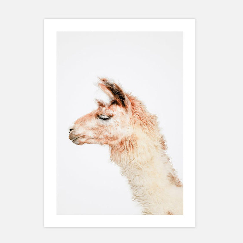 Animals art prints -Llama- Canvas Prints - Poster Prints