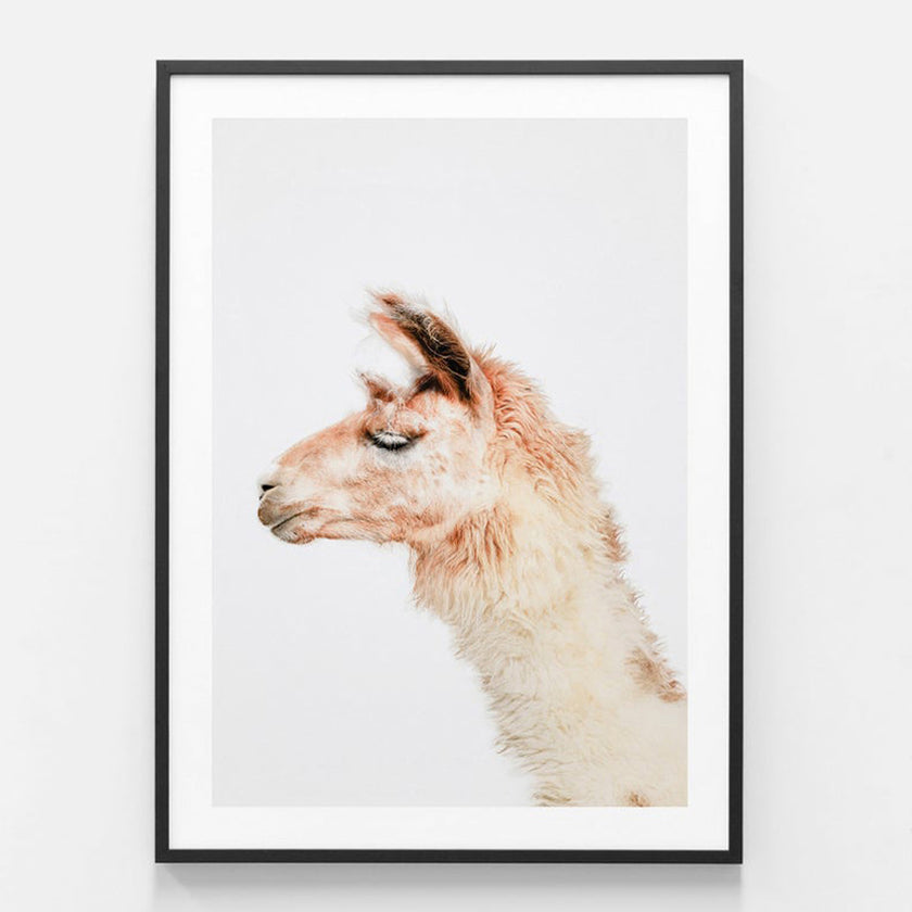 Animals art prints -Llama- Canvas Prints - Poster Prints