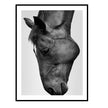 Wall art - Modern Black Horse - Canvas Prints - Poster Prints