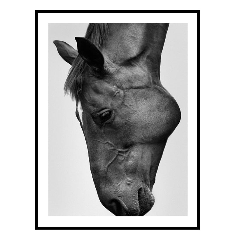 Wall art - Modern Black Horse - Canvas Prints - Poster Prints