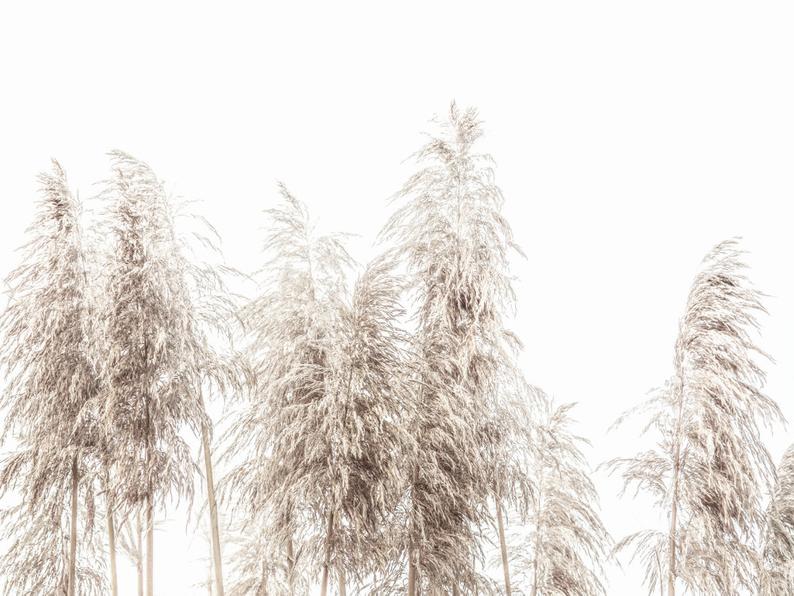 Wall Art - Pampas Grass - Canvas Print - Poster Print