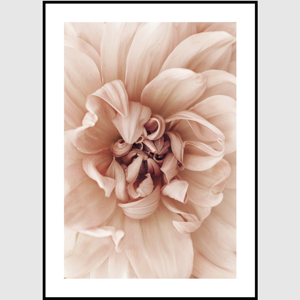 Wall art - Peach Dahlia 2 sets- Canvas Prints- Poster Prints